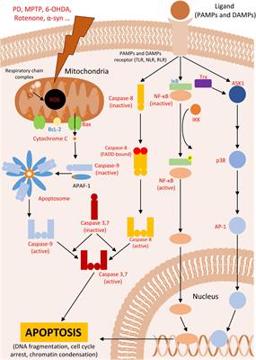 Parkinson’s disease models and death signaling: what do we know until now?